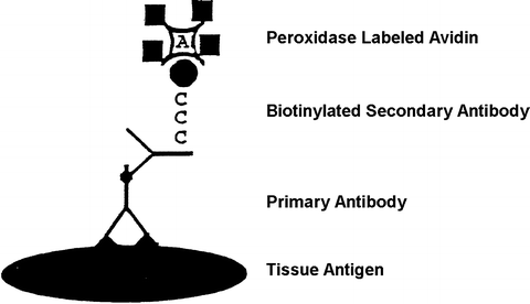 biotin avidin complex abc method binding methods fig other streptavidin