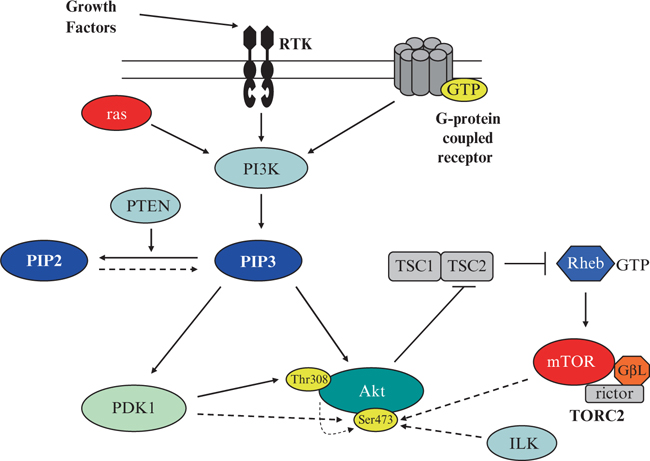 PI3K/Akt/mTOR Pathway: A Growth and Proliferation Pathway | SpringerLink