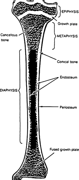 Bone Structure Development And Bone Biology Springerlink