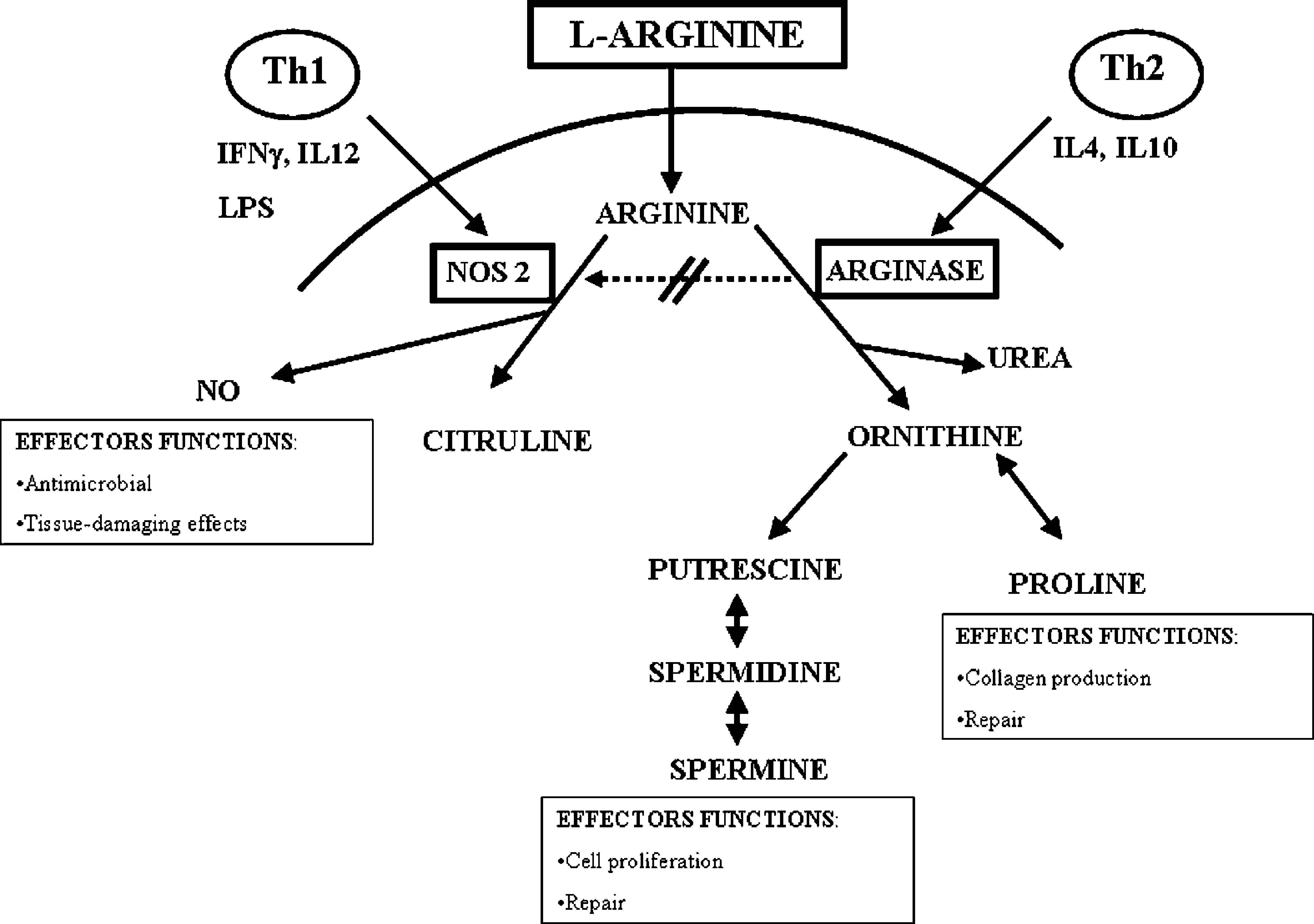 Macrophage Activation Classical Vs Alternative Springerlink