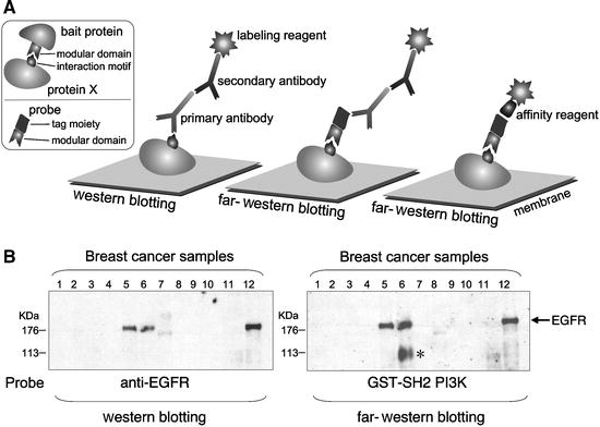 Detection Of Protein Protein Interactions By Far Western Blotting Springerlink