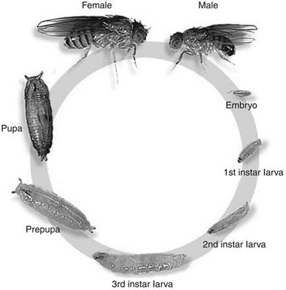 Drosophila melanogaster and the Development of Biology in the 20th