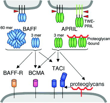 The Beautiful Structures Of BAFF, APRIL, And Their Receptors | SpringerLink