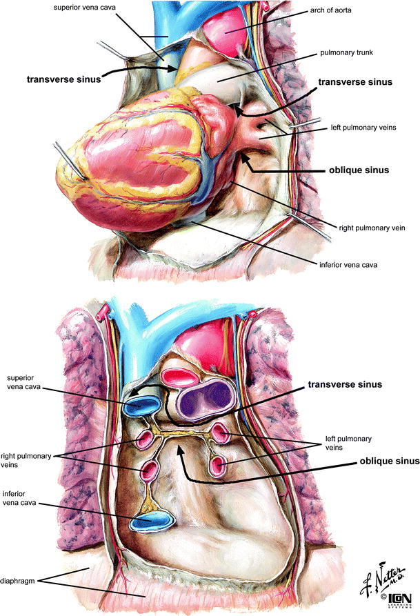Anatomy of the Human Heart | SpringerLink