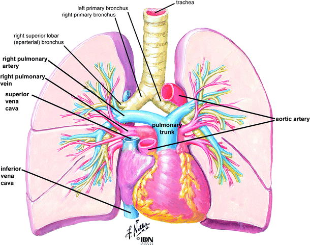Anatomy of the Human Heart | SpringerLink