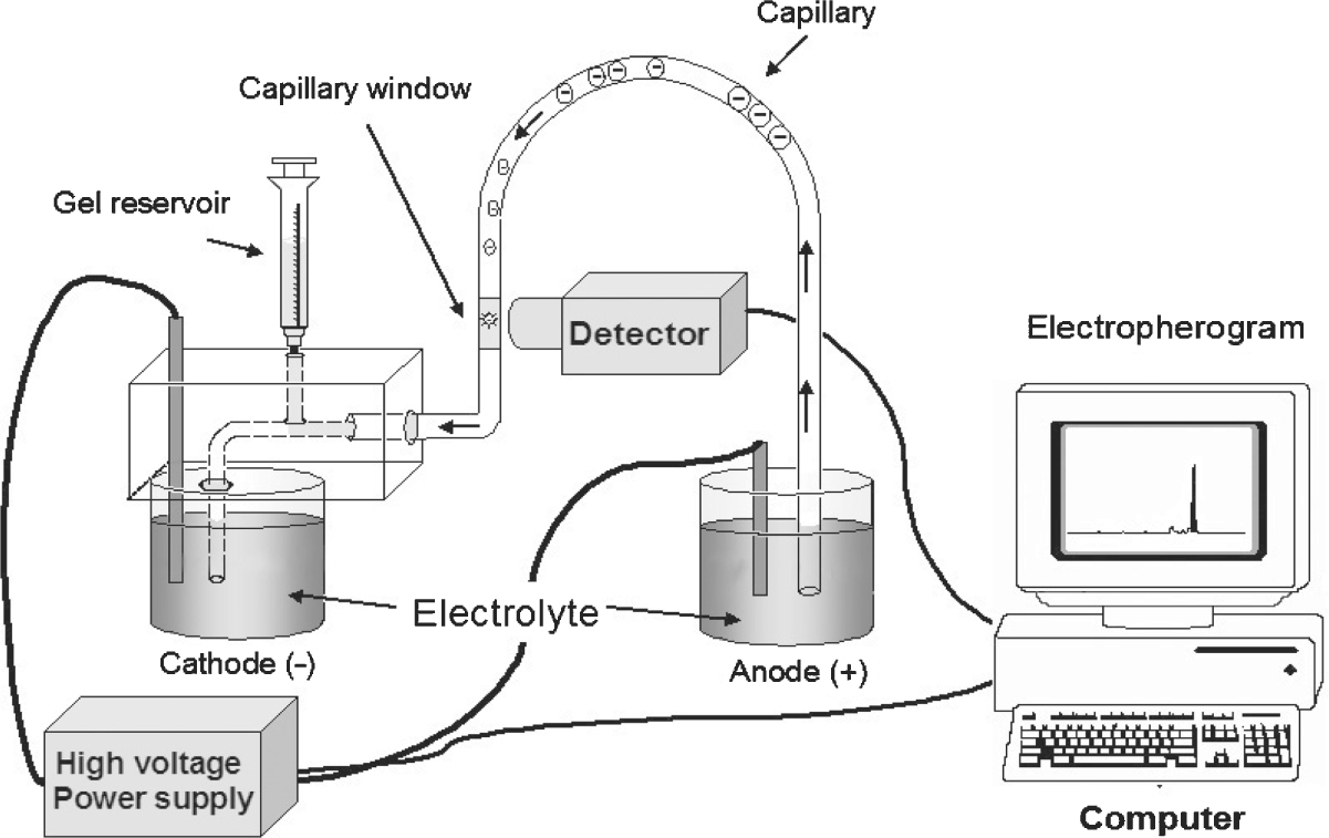 نتيجة بحث الصور عن A typical capillary electrophoresis system
