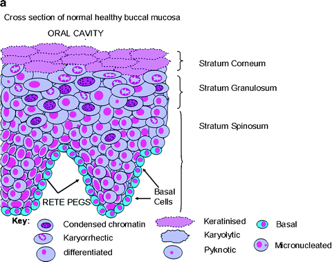 Buccal Micronucleus Cytome Assay Springerlink - 
