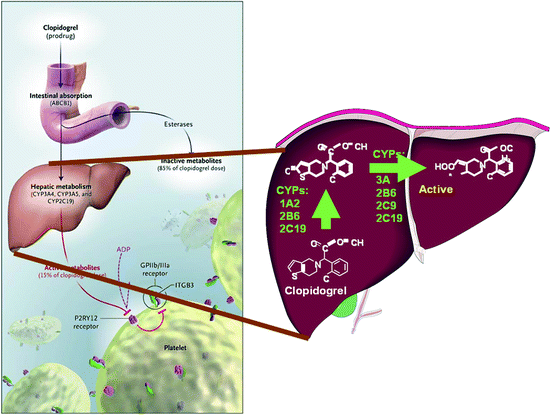 Clopidogrel And Salicylates Springerlink