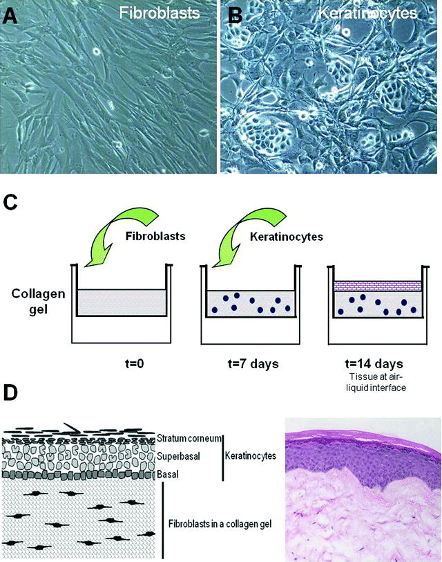 colagen tridimensional