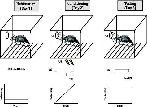 Fear Conditioning in Rodents and Humans | SpringerLink