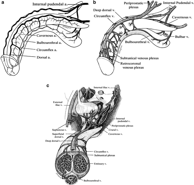 Functional Anatomy of the Male Sex Organs | SpringerLink