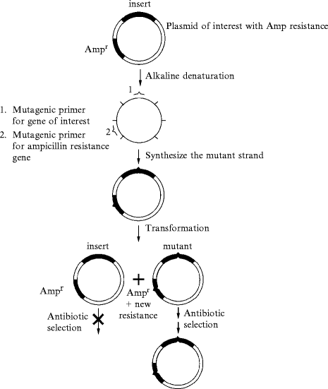 Site-Directed Mutagenesis | SpringerLink