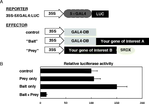 srdx as a suppressor for transcription factors srdx as a suppressor for transcription factors