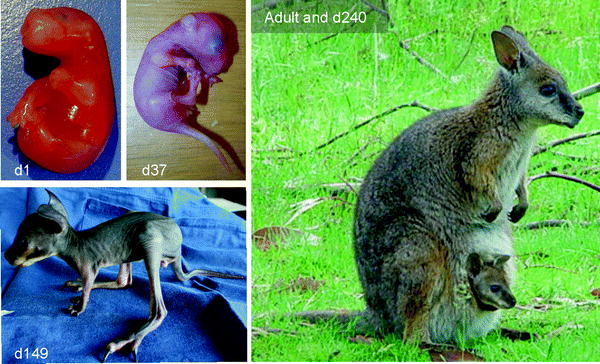 Reproductive And Developmental Manipulation Of The Marsupial The Tammar Wallaby Macropus Eugenii Springerlink,Steaming Green Beans