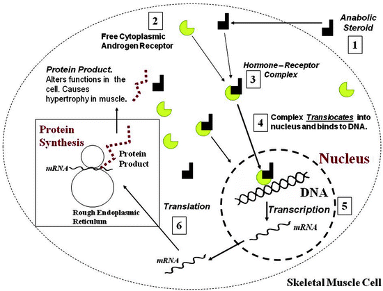 Anabolic Doping Agents Springerlink