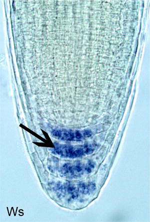 Studying Starch Content and Sedimentation of Amyloplast Statoliths in ...