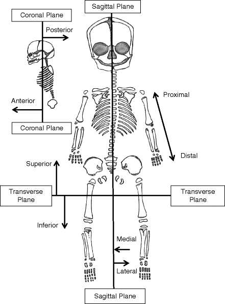 Basic Juvenile Skeletal Anatomy And Growth And Development Springerlink