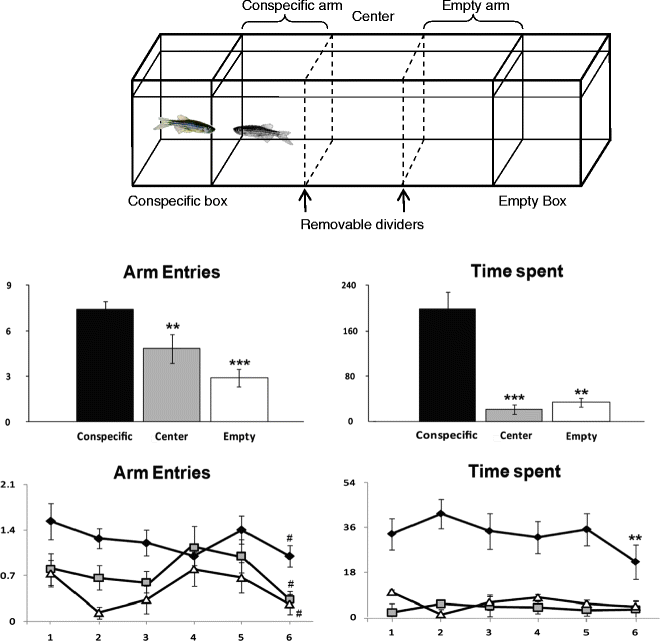 Assessing Social Behavior Phenotypes in Adult Zebrafish Shoaling