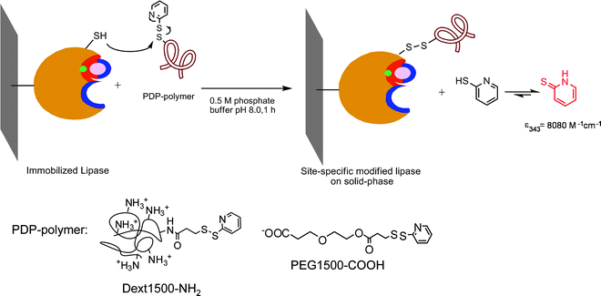 Different Strategies for Hyperactivation of Lipase Biocatalysts ...