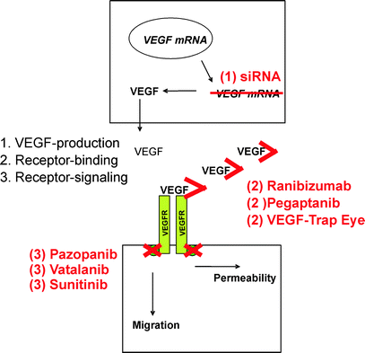 Mechanisms of Pathological VEGF Production in the Retina and Modification  with VEGF-Antagonists | SpringerLink
