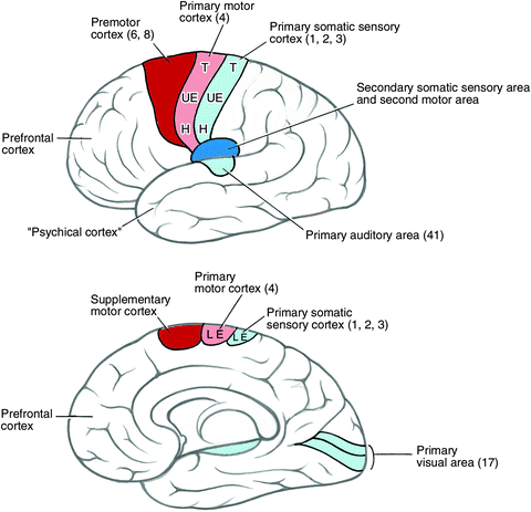 Cerebral Cortex Springerlink