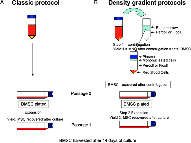 Isolation Culture And Osteogenic Chondrogenic Differentiation Of Bone Marrow Derived Mesenchymal Stem Cells Springerlink