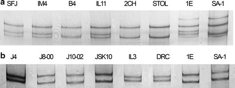 Single Strand Conformation Polymorphism Analysis For Differentiating Phytoplasma Strains Springerlink Single Strand Conformation Polymorphism Analysis For Differentiating Phytoplasma Strains Springerlink