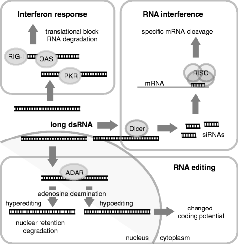 Production And Application Of Long Dsrna In Mammalian Cells Springerlink