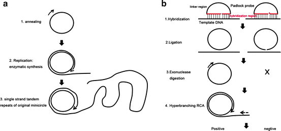 Hyperbranching Rolling Circle Amplification An Improved Protocol For Discriminating Between Closely Related Fungal Species Springerlink