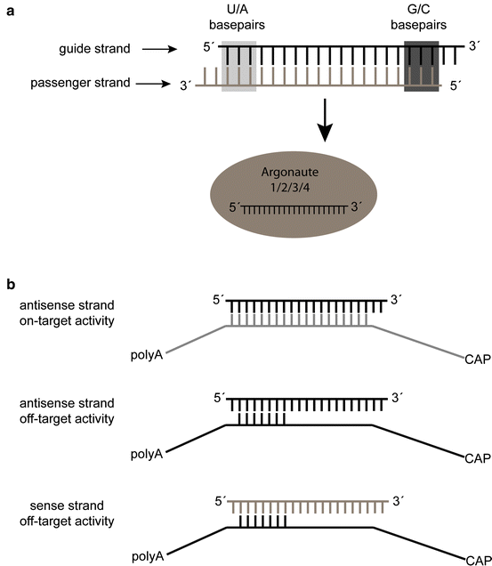 Sirna Design Principles And Off Target Effects Springerlink