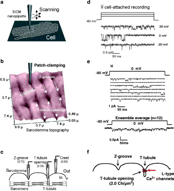 Recording SingleChannel Currents Using “Smart PatchClamp” Technique