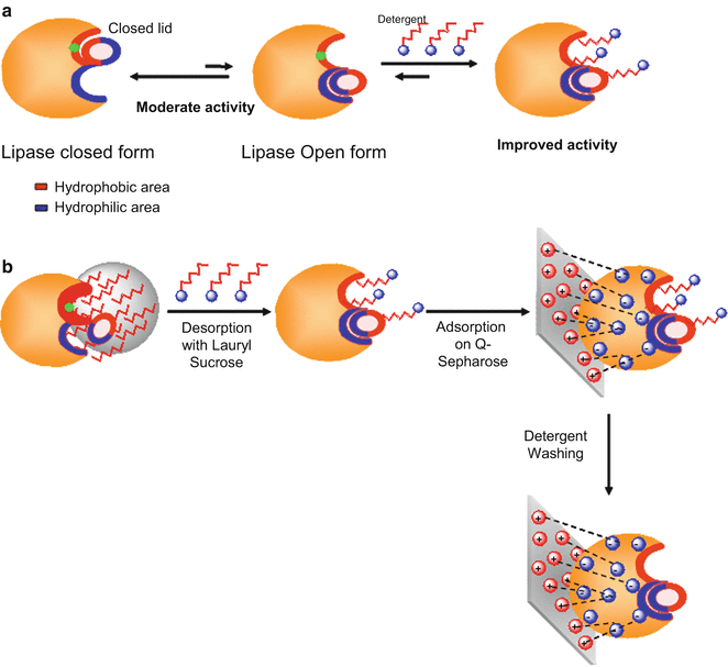 Improving Lipase Activity by Immobilization and Postimmobilization