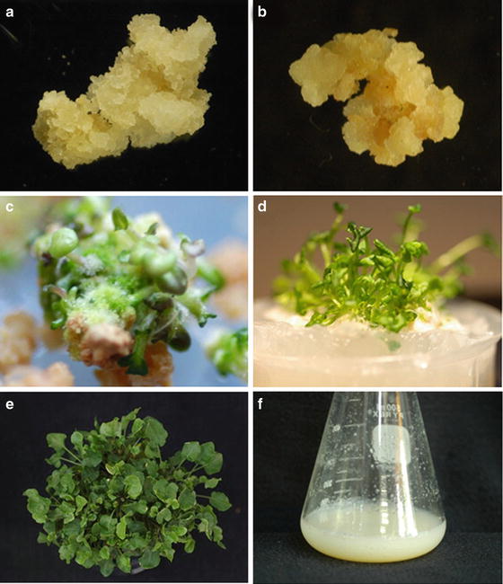 Growing Arabidopsis In Vitro Cell Suspensions, In Vitro Culture, and