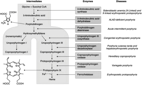 Porphyria Chart