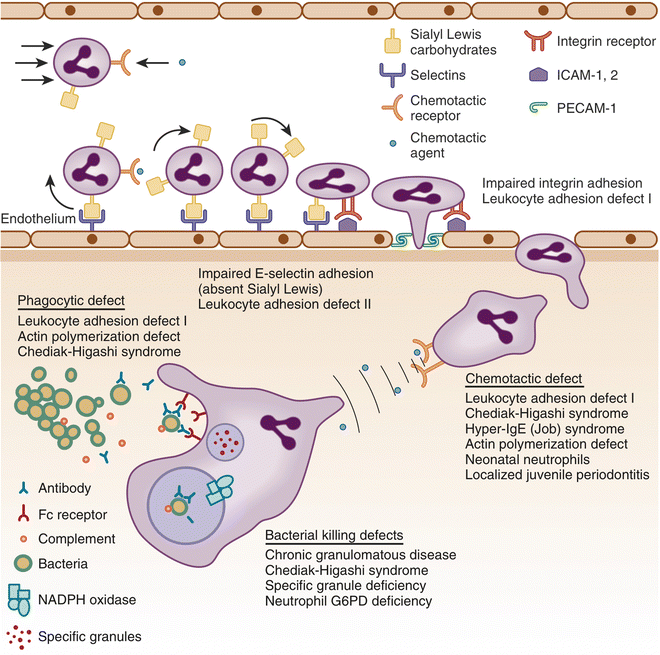 Disorders Of Neutrophil Function An Overview Springerlink