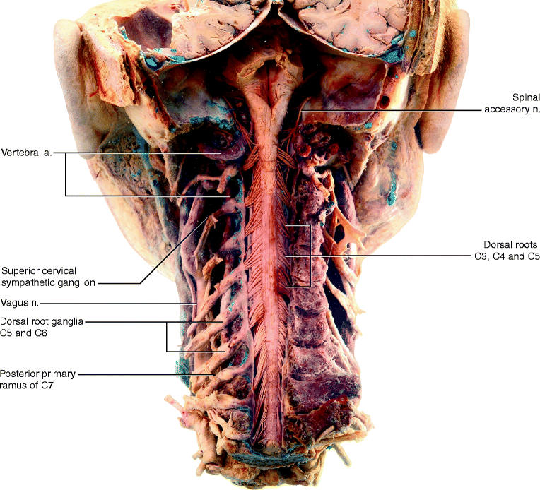 The Peripheral Nervous System Gross Anatomy Springerlink