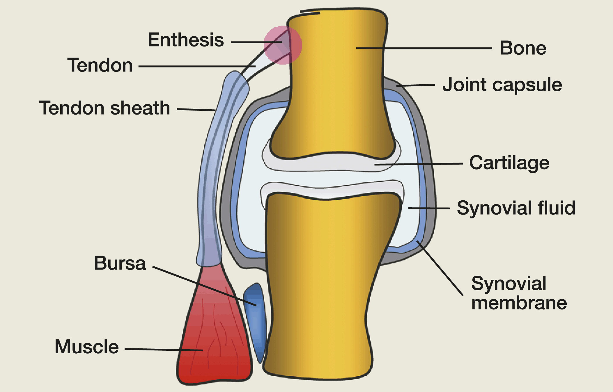 The Structure And Function Of The Musculoskeletal System Sources Of Pain Springerlink