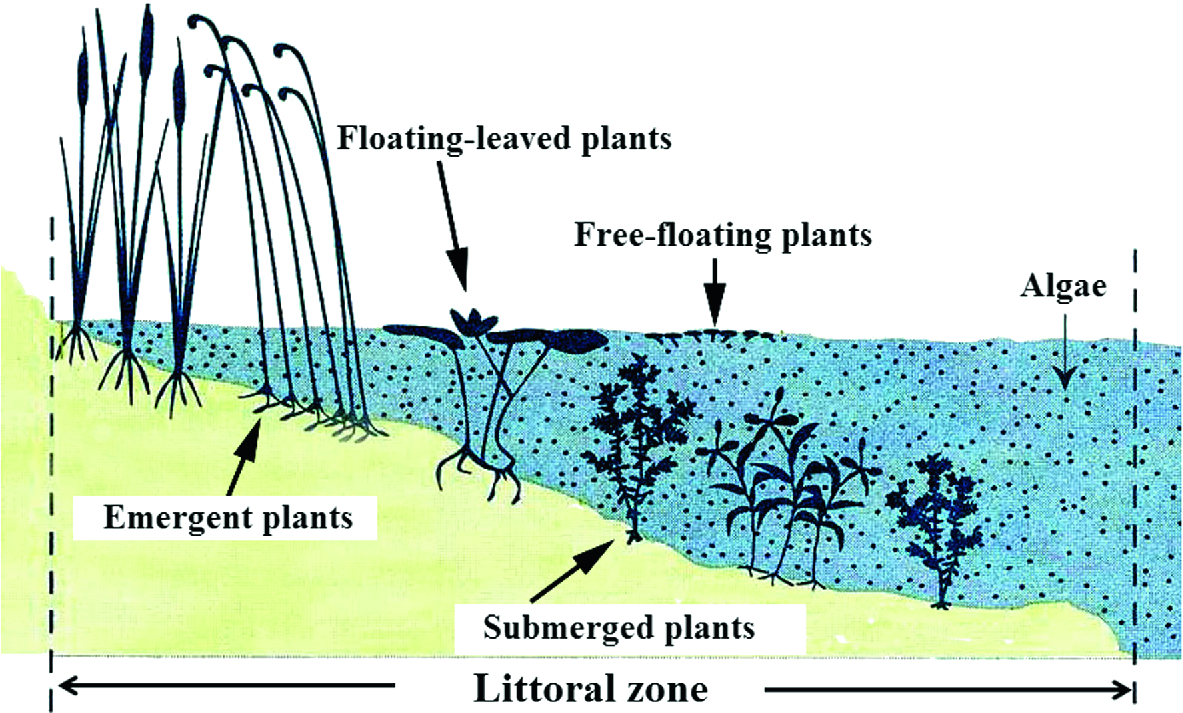 Municipal And Industrial Wastewater Treatment Using Constructed Wetlands Springerlink