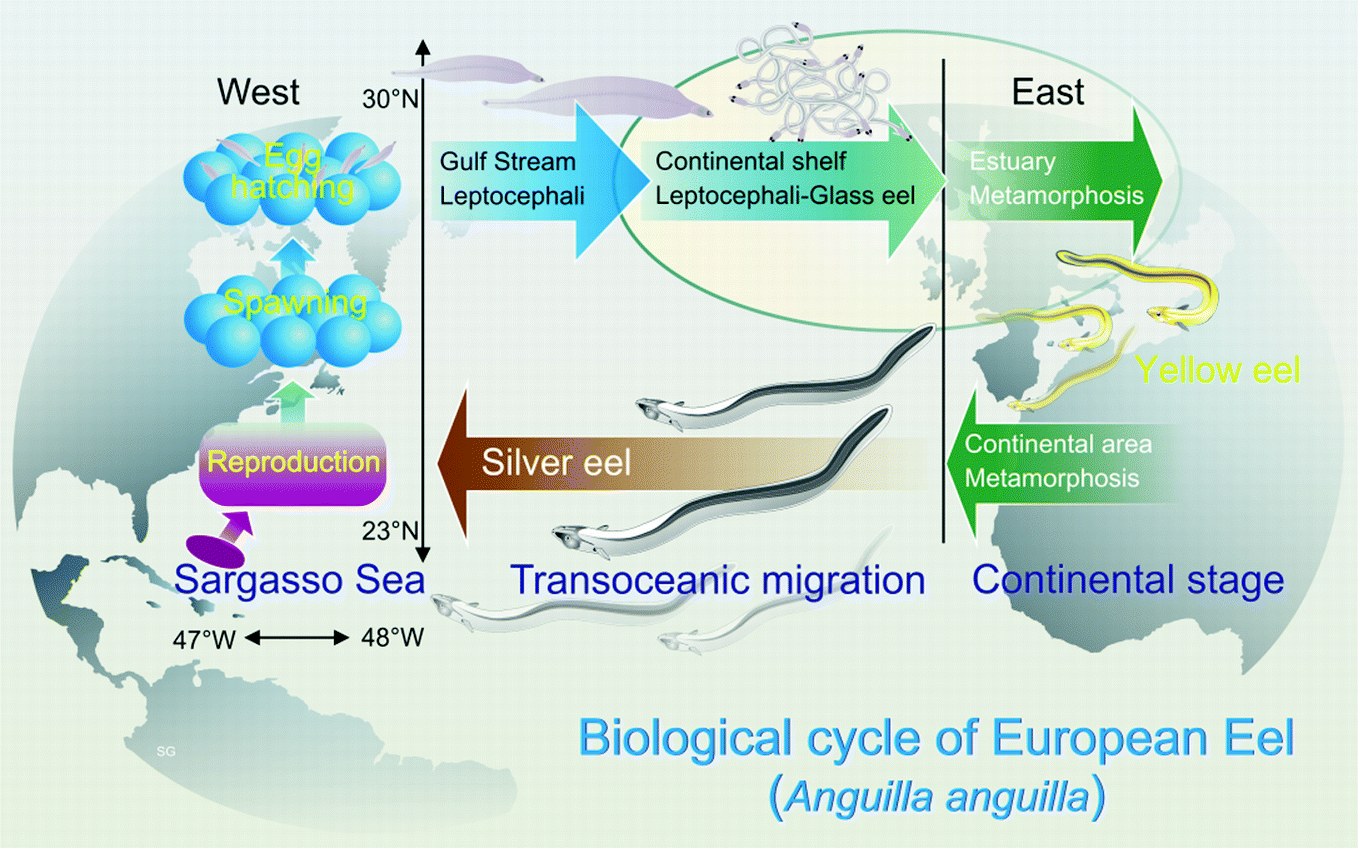 The European Eel Anguilla Anguilla In France An Example Of Close Cooperation Among Researchers And Fishers To Study And Manage An Endangered Species Springerlink