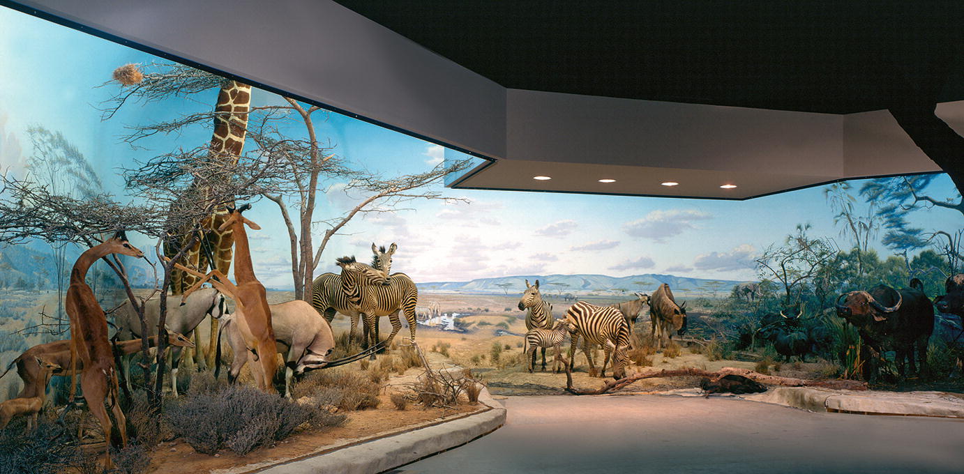 Origins And Contemporary Status Of Habitat Dioramas In The United