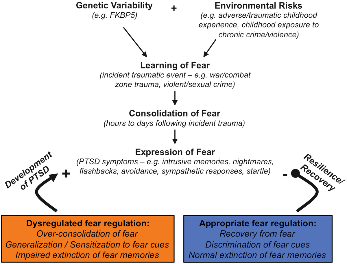 When Trauma Underlies Challenging >> Posttraumatic Stress Disorder From Neurobiology To Cycles Of When Trauma Underlies Challenging >> Posttraumatic Stress Disorder From Neurobiology To Cycles Of