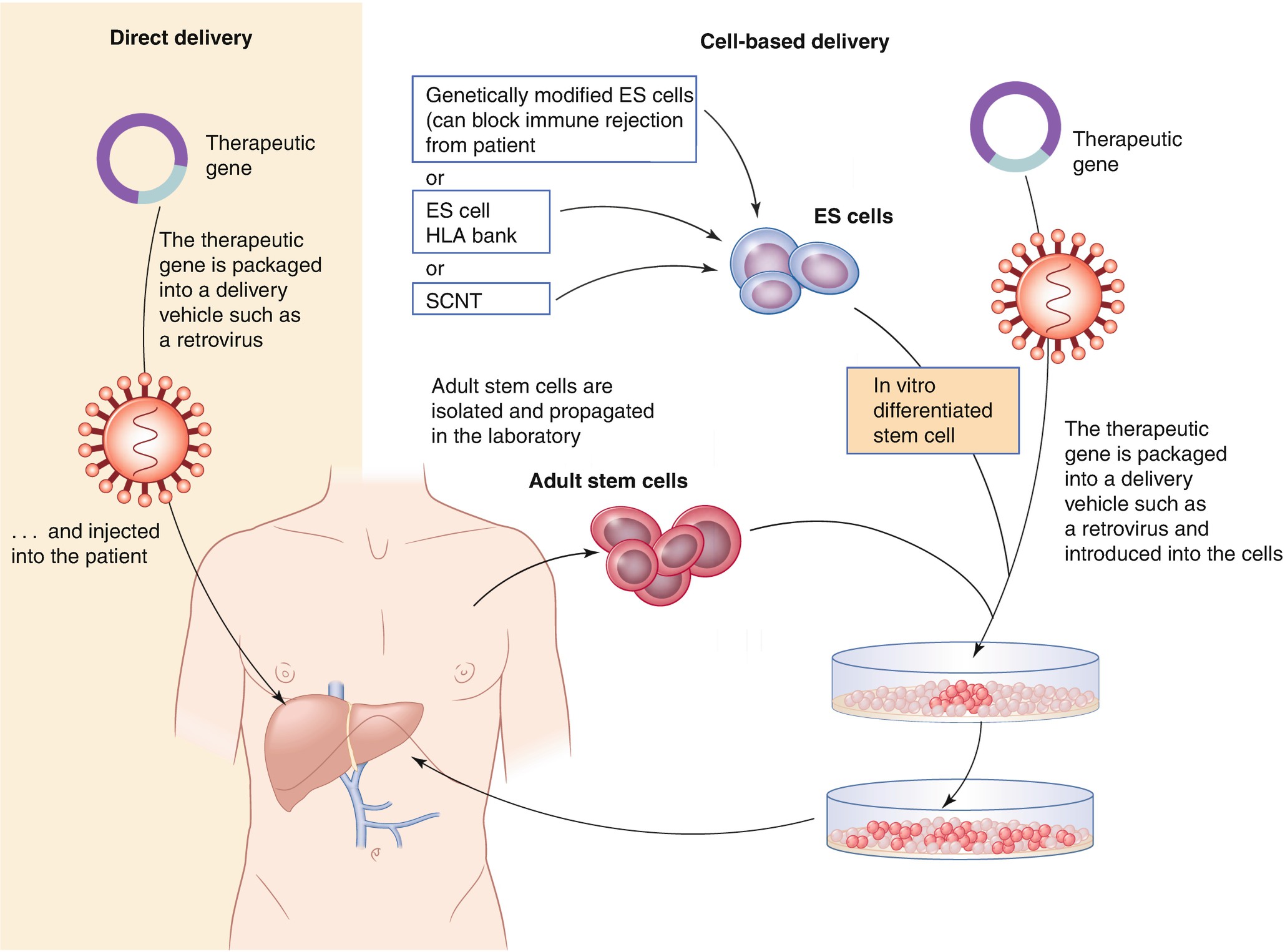 Effects Of Gene Therapy On Children And