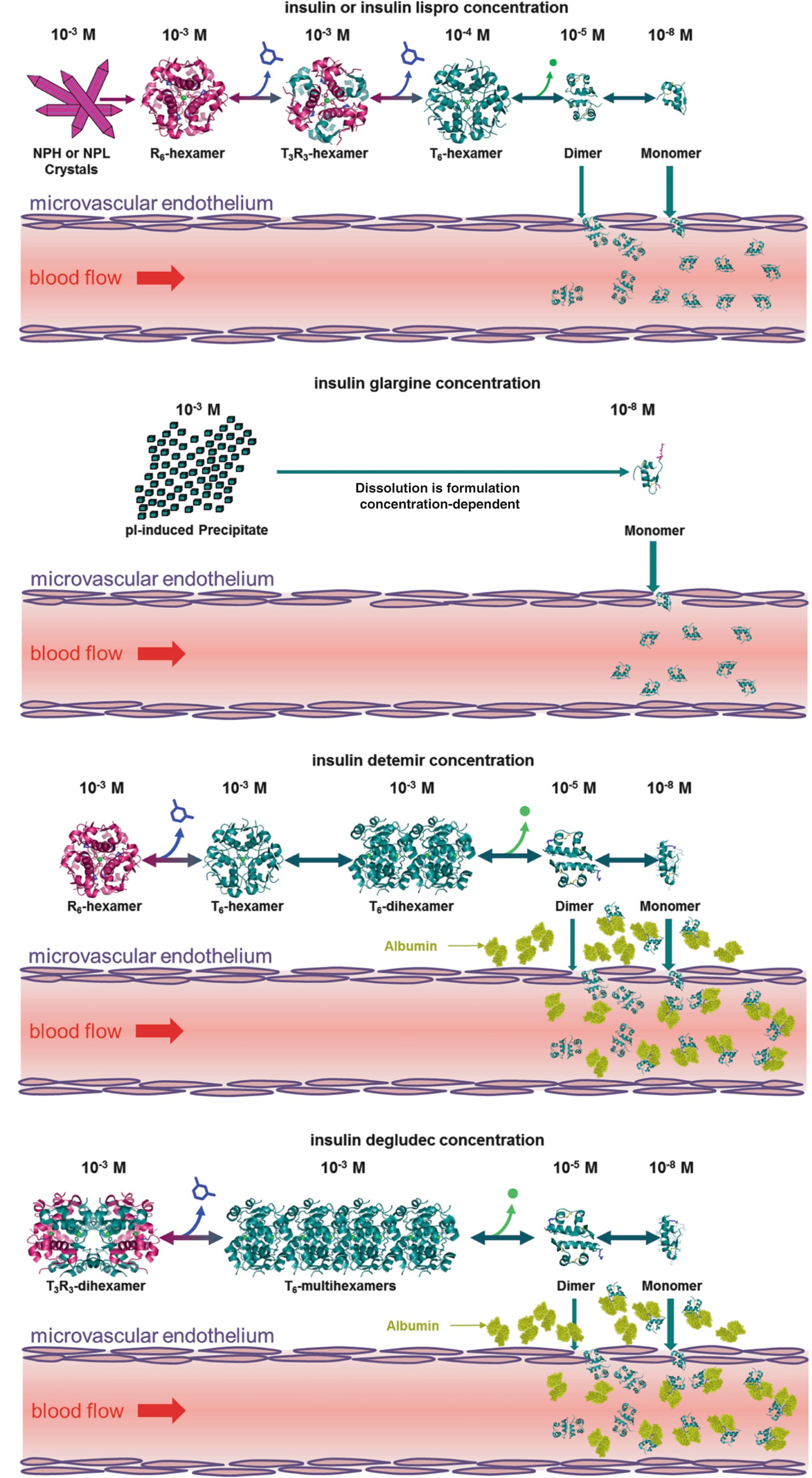 Insulin Springerlink