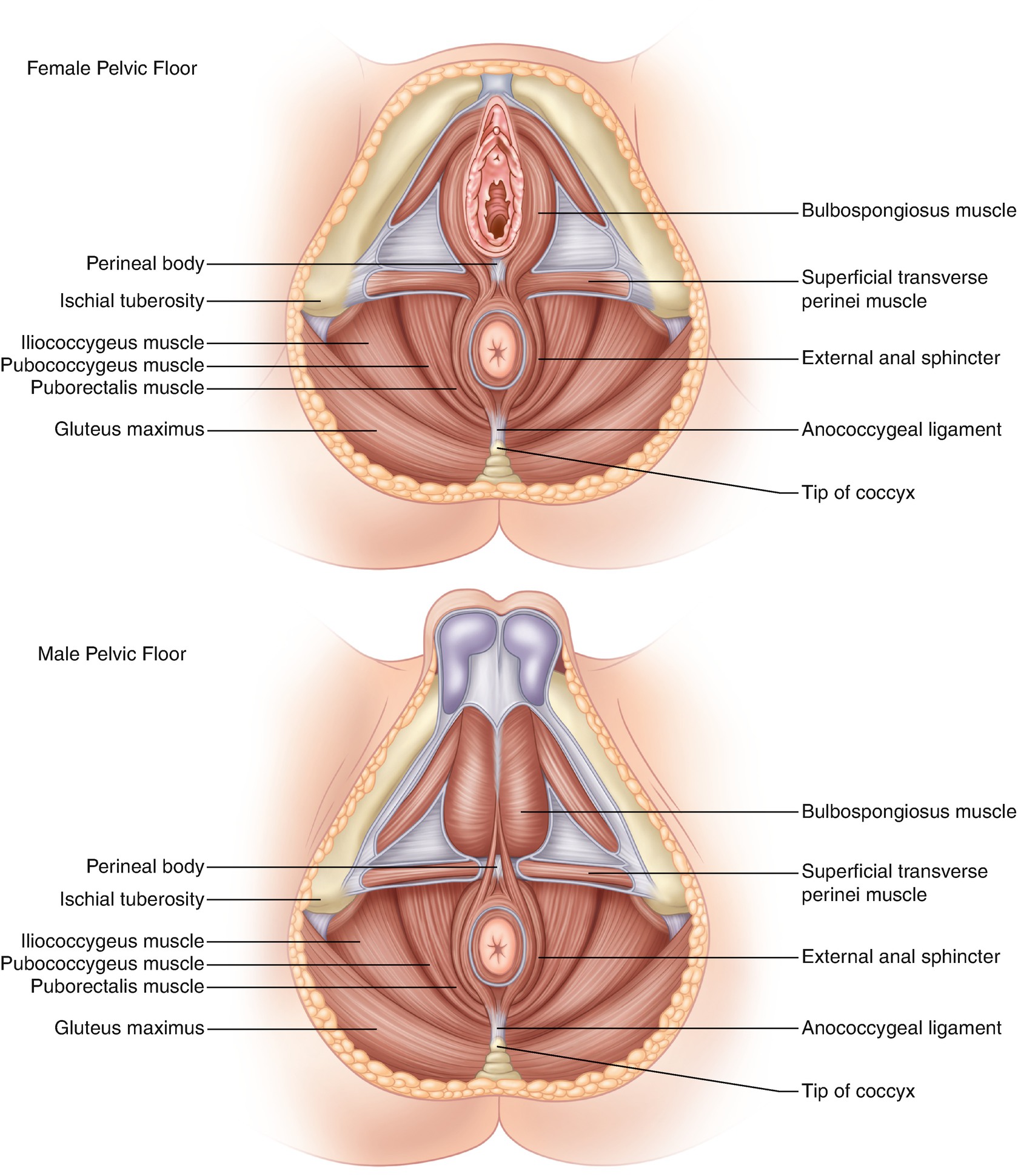 Anatomy And Embryology Of The Colon Rectum And Anus Springerlink