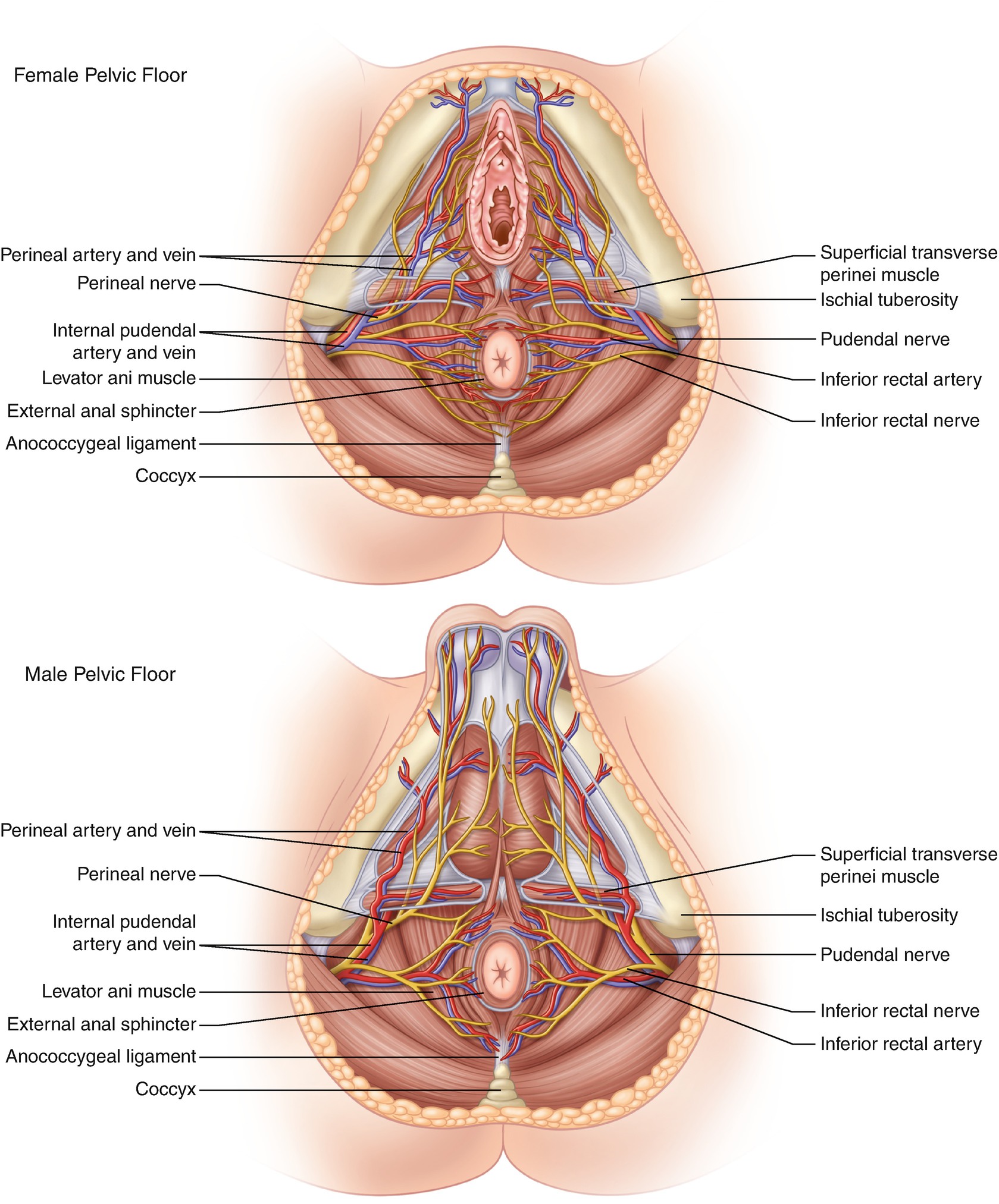 Perineum Diagram Women Wiring Diagram Online Library