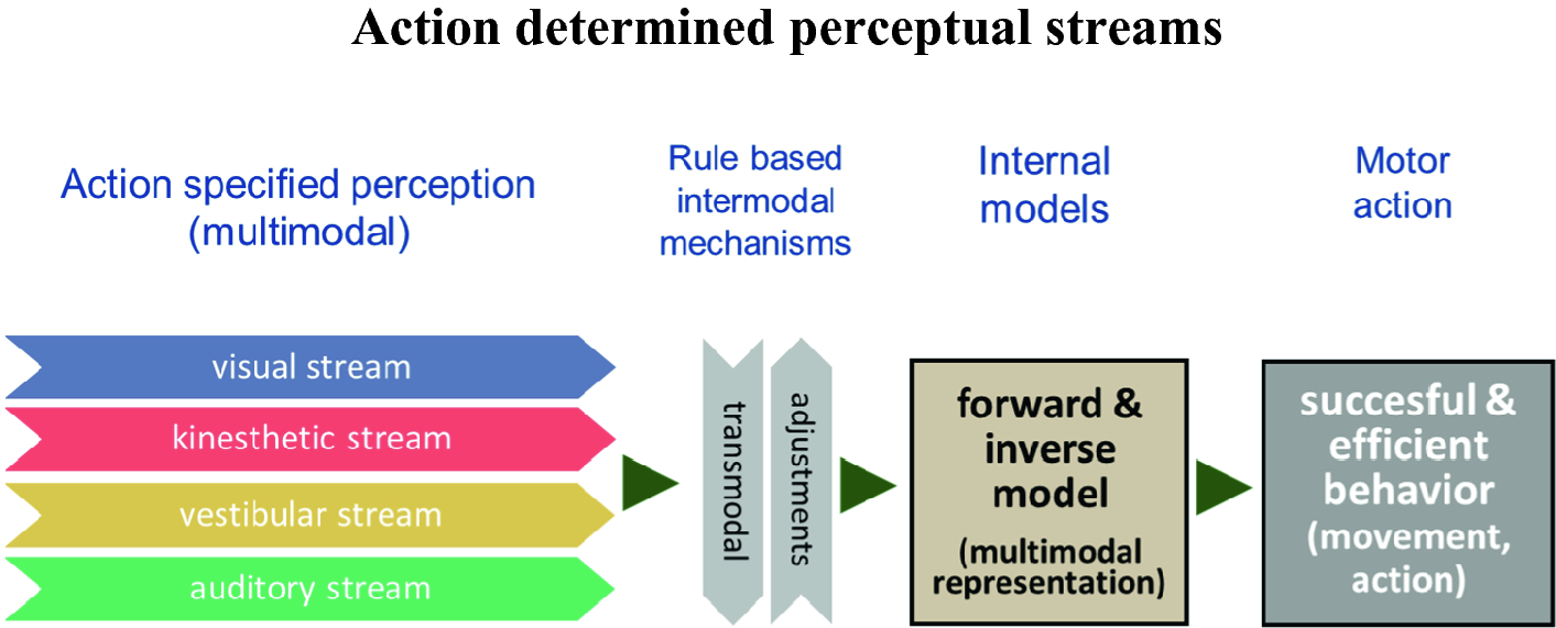 auditory modulation of multisensory representations intermodal perception definition