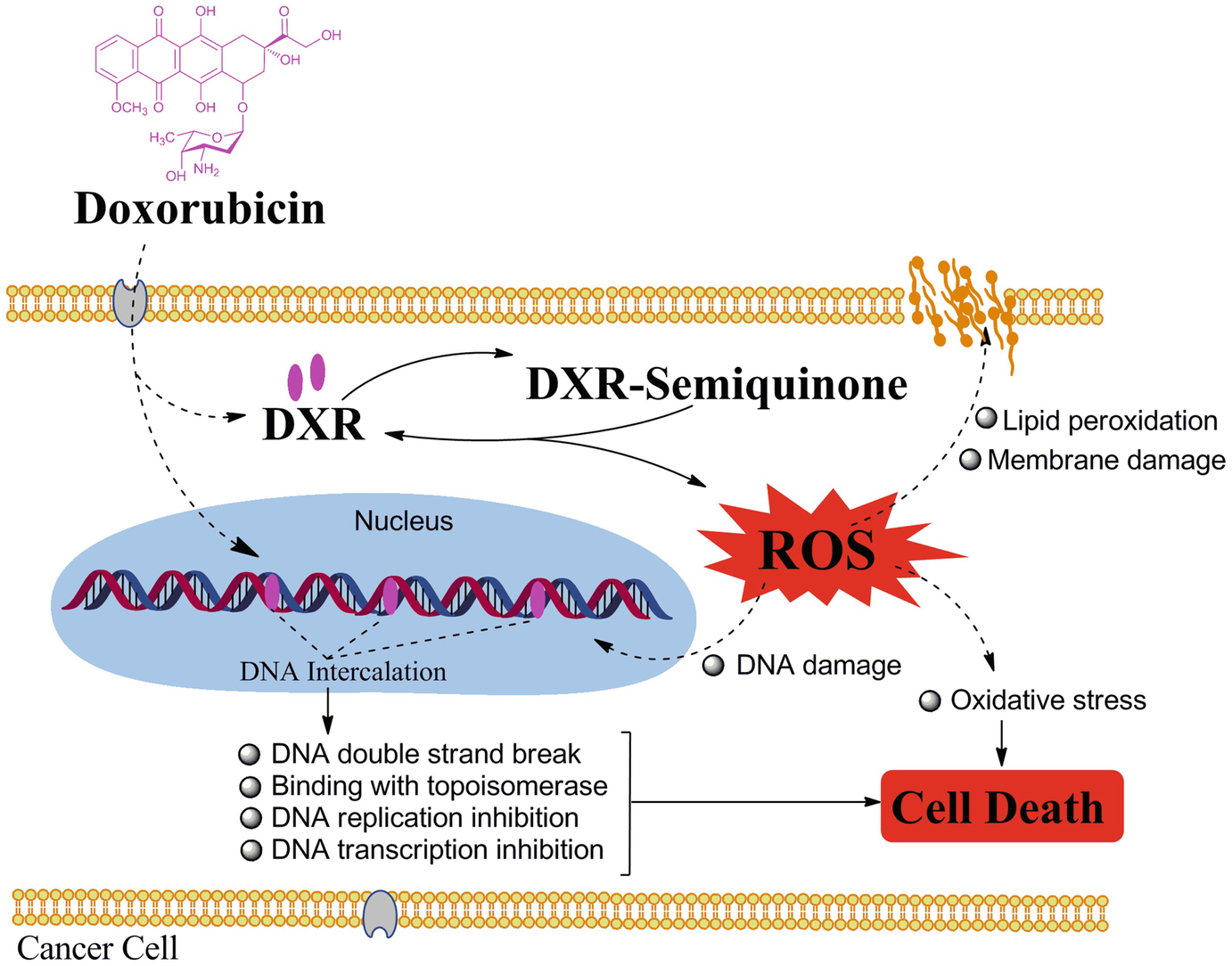 Engineering Streptomyces Peucetius For Doxorubicin And Daunorubicin Biosynthesis Springerlink