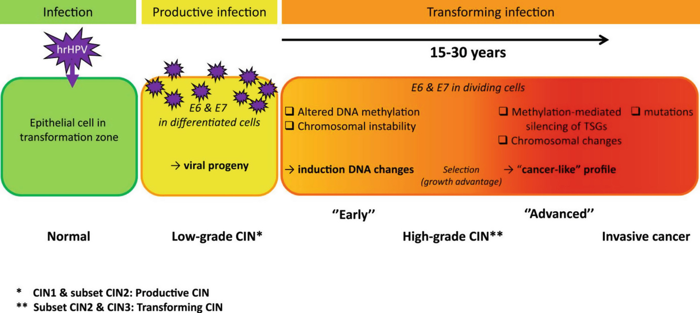 Immunotherapy For Precancerous Lesions Of The Uterine Cervix