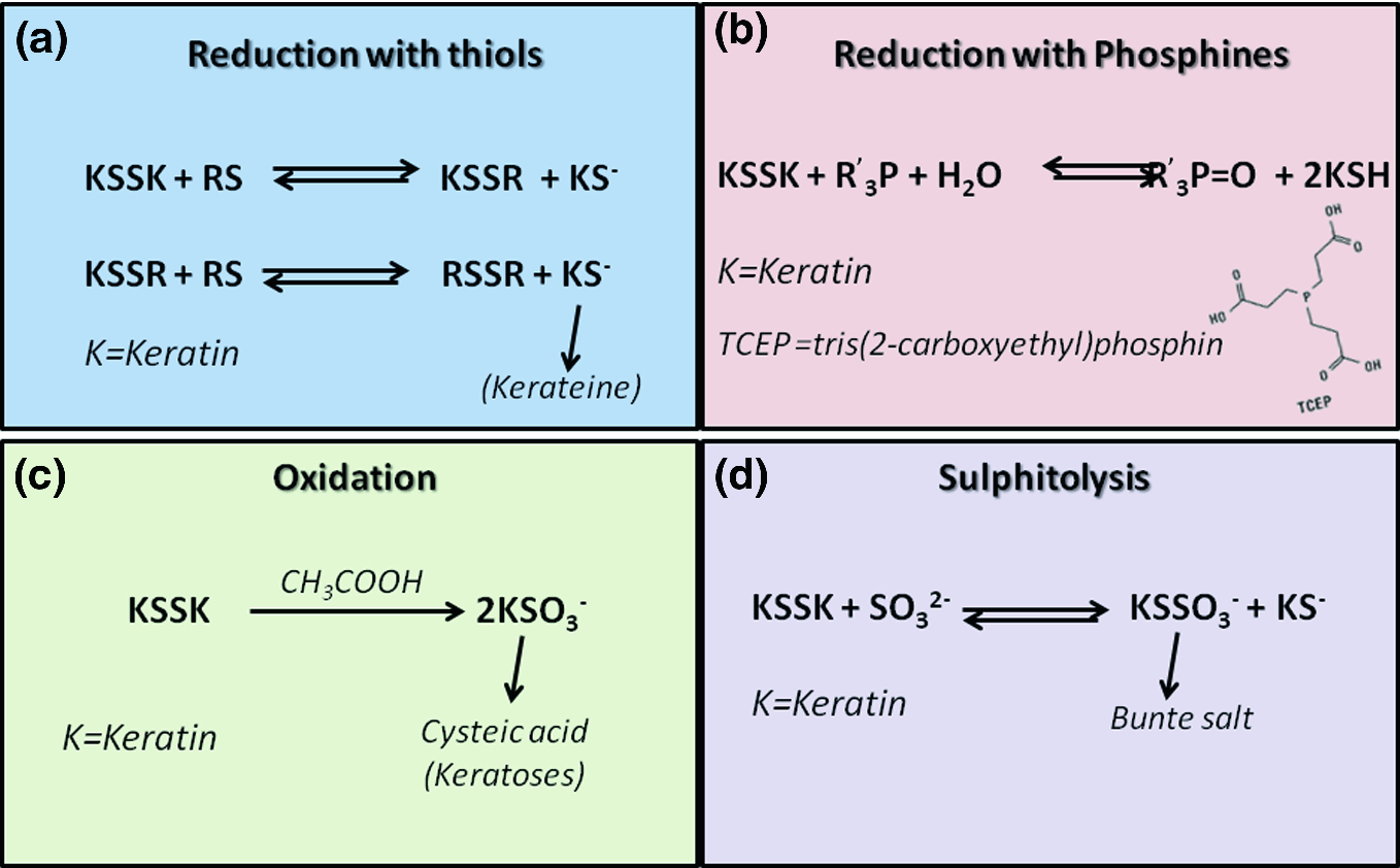 Extraction and Characterization of Keratin from Different Biomasses |  SpringerLink