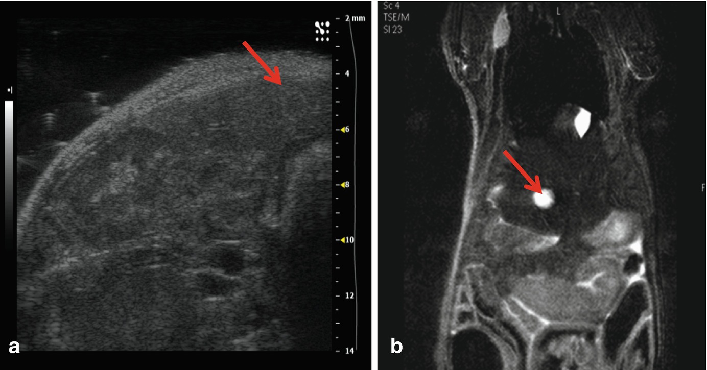 Small Animal Imaging In Oncology Drug Development Springerlink - 